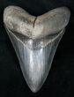 Robust Fossil Megalodon Tooth #12300-1